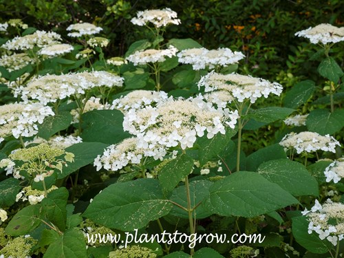 'Hass Halo' Hydrangea (Hydrangea arborescens)